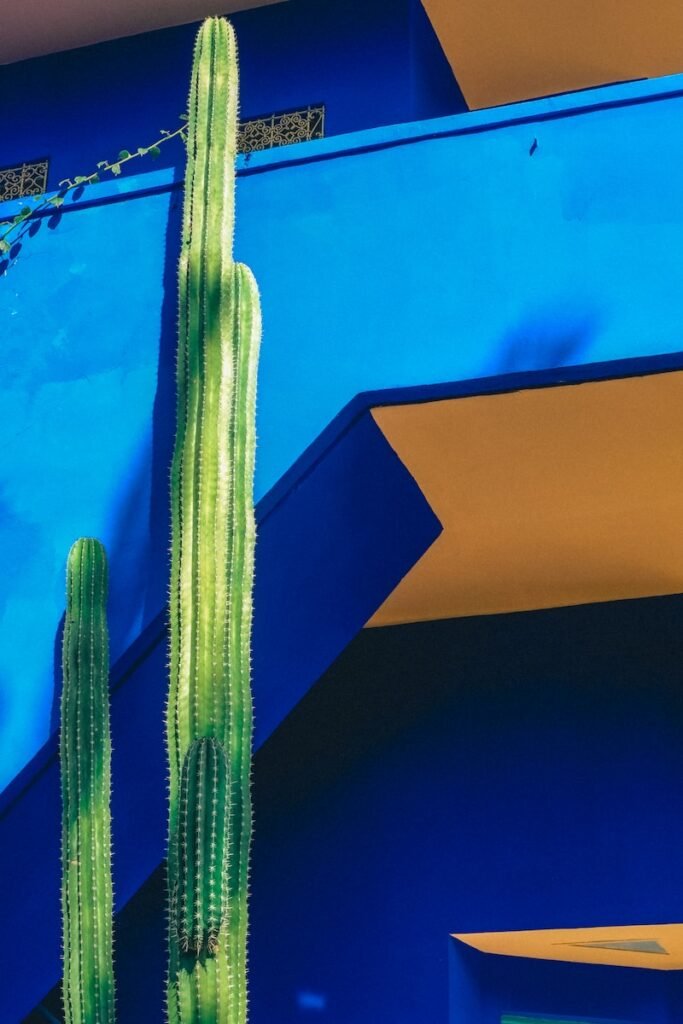green cactus beside blue wall